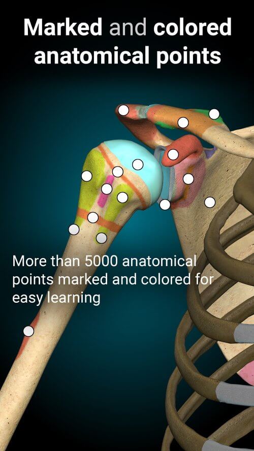 Anatomy Learning – 3D Anatomy